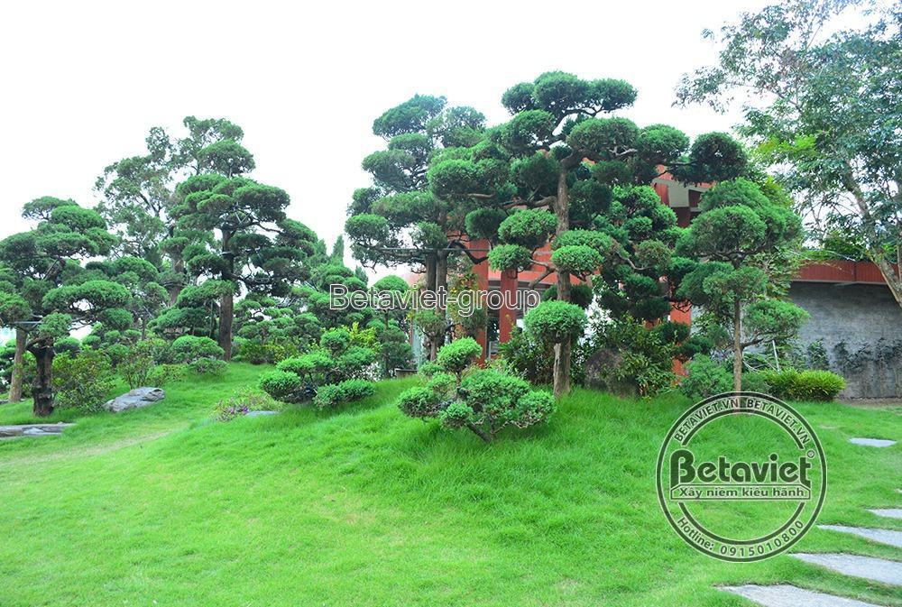 Ngắm trọn vẹn biệt thự sân vườn gần 6000m2 - Lào Cai